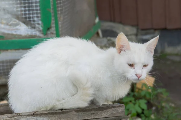 Білий кіт макросу — стокове фото