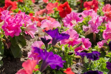 renkli Petunya çiçek