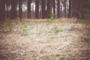 Sabah çam ormanı Retro