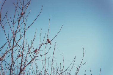 Serçeler ağaç Retro üzerinde