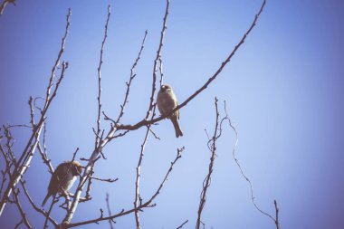 Serçeler ağaç Retro üzerinde
