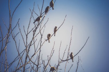 Serçeler ağaç Retro üzerinde