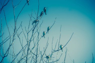 Serçeler ağaç Retro üzerinde