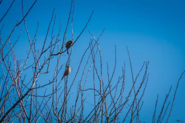 serçeler ve ağaç üzerinde
