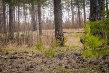 Bahar çam ormanı sabah