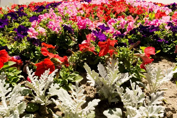 Kleurrijke petunia bloemen — Stockfoto