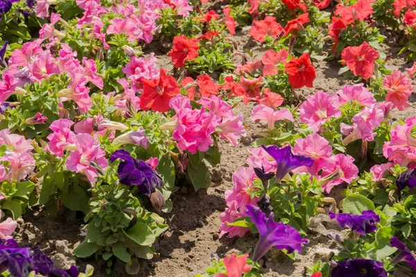 renkli Petunya çiçek