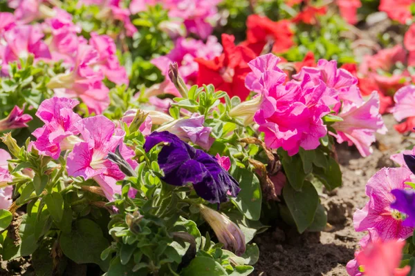 renkli Petunya çiçek