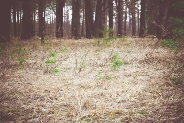 Sabah çam ormanı Retro