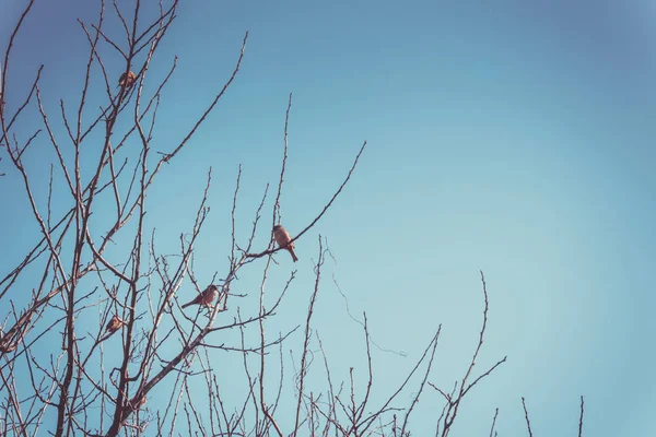 Serçeler ağaç Retro üzerinde