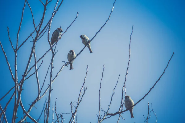 Sparrows on the Tree Retro — Fotografie, imagine de stoc