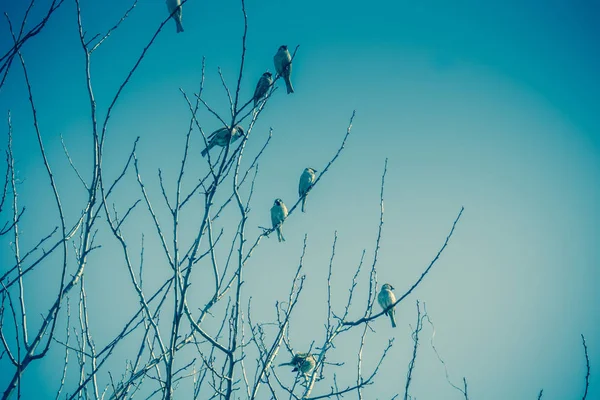 Serçeler ağaç Retro üzerinde