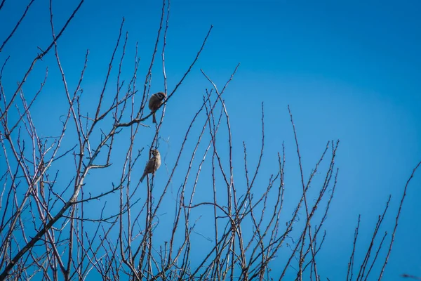 serçeler ve ağaç üzerinde