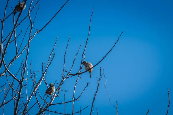 Sparrows on the Tree — Stock Photo, Image