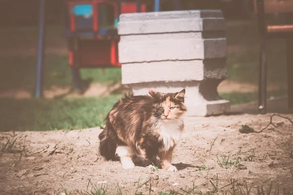 Χνουδωτή γάτα Τάμπι — Φωτογραφία Αρχείου