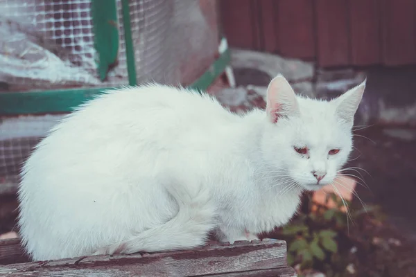 Macro gato blanco — Foto de Stock