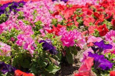 renkli Petunya çiçek