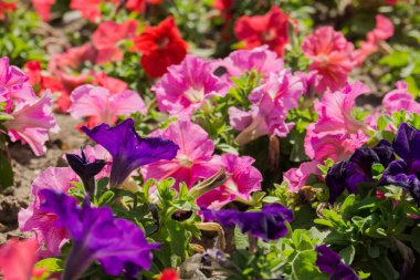 renkli Petunya çiçek