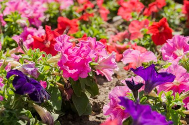 renkli Petunya çiçek