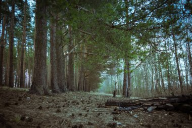 Çam ormanı bahar sabah Retro