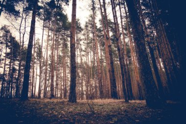 Çam ormanı bahar sabah Retro