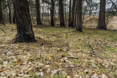 Çam ormanı bahar sabahı