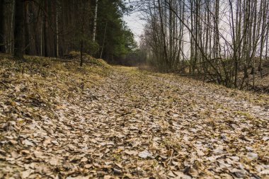 Çam ormanı bahar sabahı