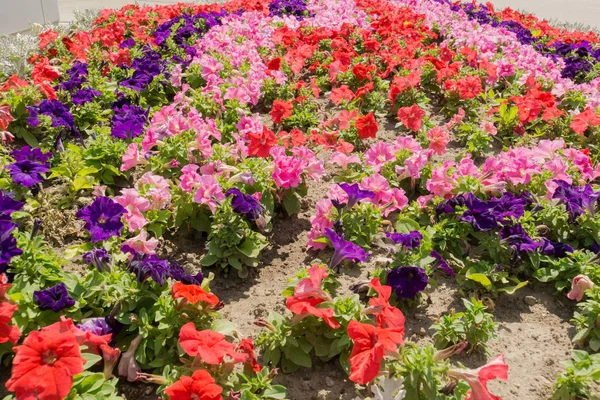 다채로운 피튜니아 꽃 — 스톡 사진