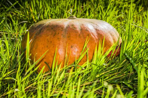 Fresh Big Pumpkin — Stock Photo, Image