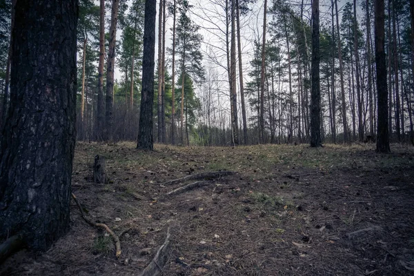 Fenyves erdőben tavaszi reggel Retro — Stock Fotó