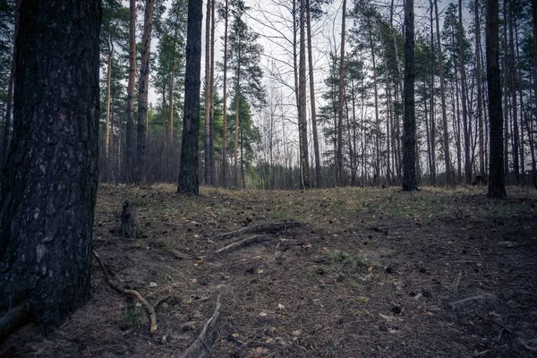 Pine Forest Spring Morning Retro — Stock Photo, Image