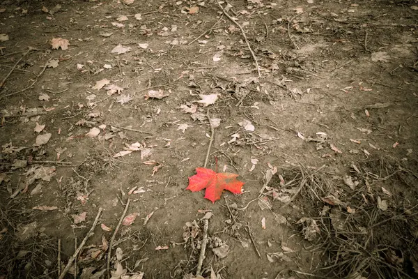 Big Red Maple Leaf — Stock Photo, Image