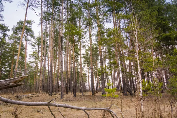 Bahar çam ormanı sabah