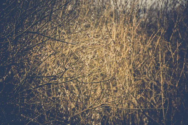 Frühling Muschi Weide — Stockfoto