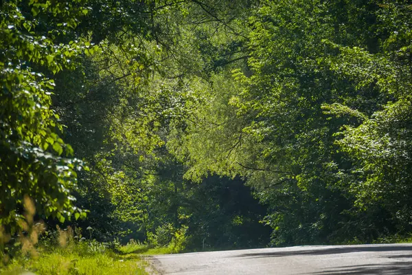 Güneşli kırık kırsal yol