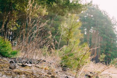 Bahar çam ormanı sabah