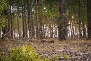 Bahar çam ormanı sabah