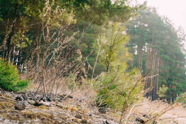 Bahar çam ormanı sabah