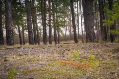 Bahar çam ormanı sabah