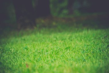 Yeşil çim makro Retro