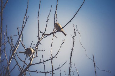 Serçeler ağaç Retro üzerinde
