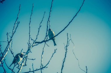 Serçeler ağaç Retro üzerinde