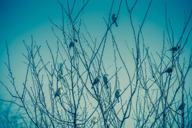 Serçeler ağaç Retro üzerinde