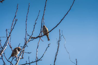 serçeler ve ağaç üzerinde