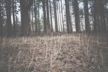 Bahar çam ormanı sabah Retro