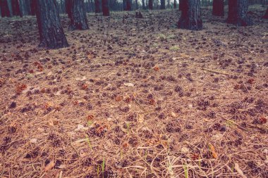 Bahar çam ormanı sabah Retro