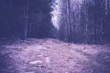 Bahar çam ormanı sabah Retro