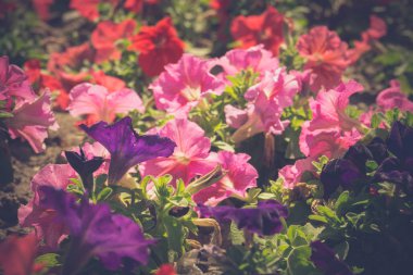 Vintage Petunya çiçek