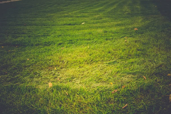 Green Grass Macro Retro — Stock Photo, Image