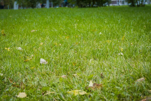 Macro hierba verde — Foto de Stock